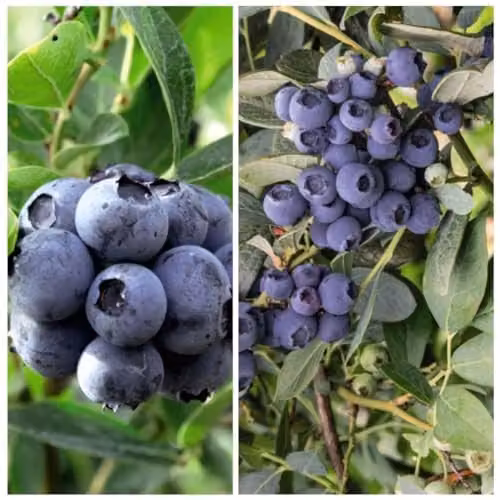 Thompson & Morgan Blueberry Duo Ornamental Fruit Shrubs, 4 x 9cm Potted Plants