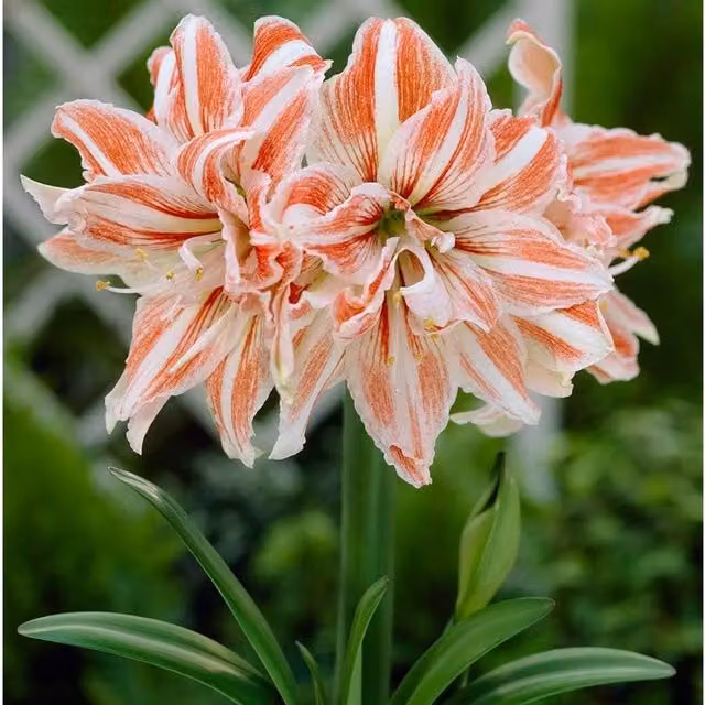 Thompson & Morgan Amaryllis Dancing Queen Bulbs, Red, White and Orange Indoor Plants