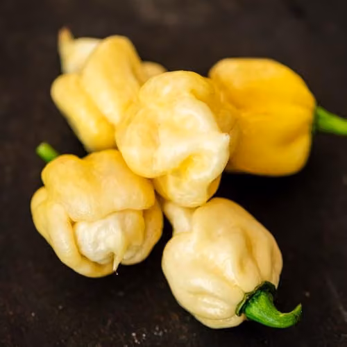 Thompson & Morgan Chilli Pepper White Chocolate Seeds, White and Dark Chocolate Habanero, 10 Seeds – 2