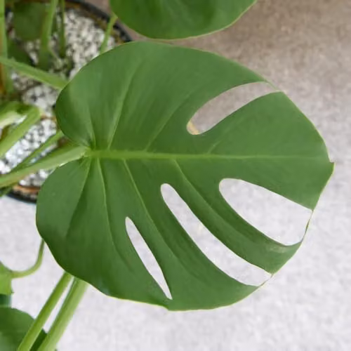 Thompson and Morgan Monstera Deliciosa Indoor Plant with Large Perforated Green Foliage in 11cm Pots – 2