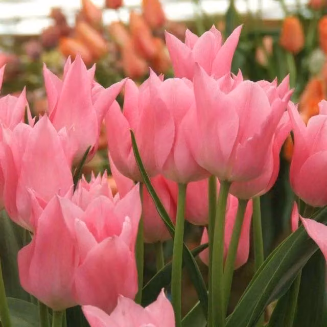 Plants By Post Tulip Miss Elegance Bulbs, Pink and Red, Pack of 15