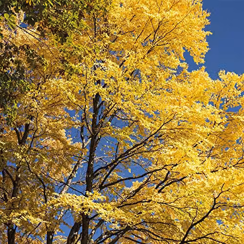 Thompson & Morgan Cercidiphyllum Japonicum Katsura Ornamental Tree with Red Spring Flowers and Gold and Orange Autumn Foliage, 1 x 9cm Pot