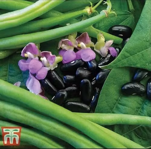 Thompson and Morgan Dwarf Bean Nautica Phaseolus vulgaris Green Bush Bean Seeds, 250 Seeds