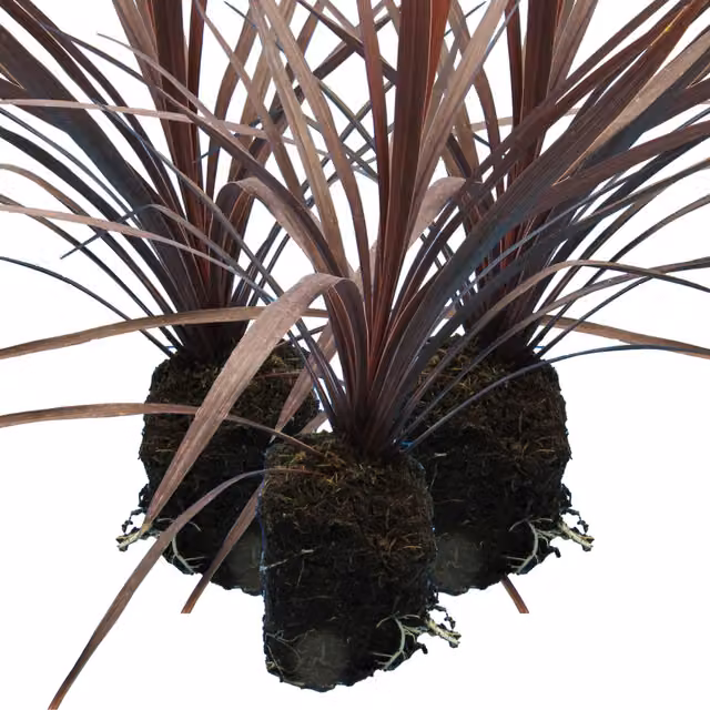 Pack of 6 Plants By Post Cordyline Red Star Ornamental Garden Plants, Deep Burgundy, 1L Pots