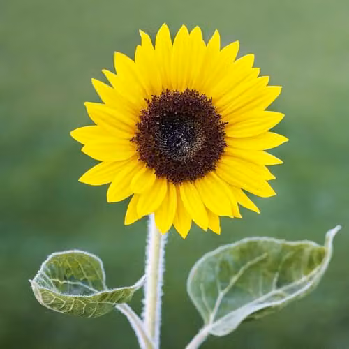 Thompson & Morgan Sunflower Carmel F1 Yellow Pollen-Free Hardy Annual Seeds, 15 Seeds – 2