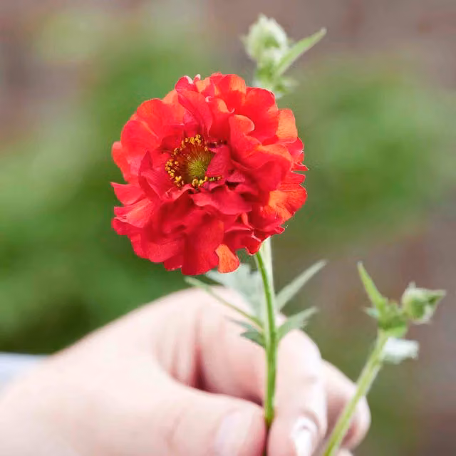 Marshalls Garden Geum Firestarter Red Perennial Plant, Pack of 6