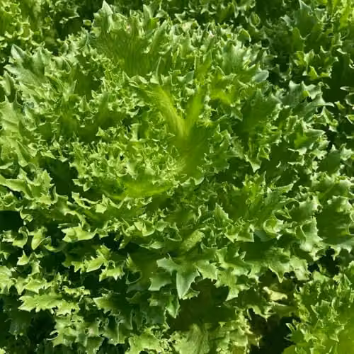 Thompson & Morgan Lettuce Frillice Seeds, Crunchy Curly Iceberg and Endive Hybrid, 25 Seeds per Packet