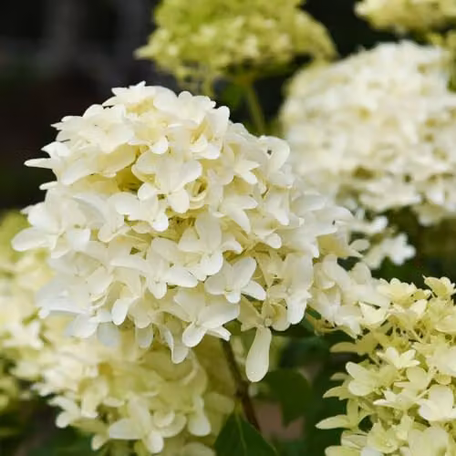 Thompson and Morgan Hydrangea paniculata Skyfall White Ornamental Shrub, 2 x 9cm Potted Plants – 3