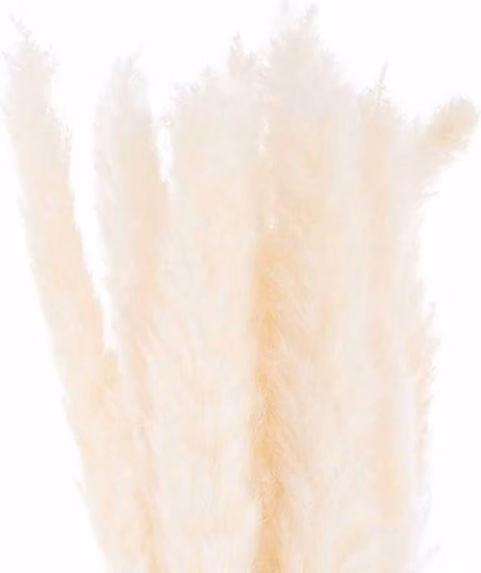 Lemon Pavilion Furniture and Decor White Mini Artificial Pampas Grass Bunch of 15, Height: 60 cm