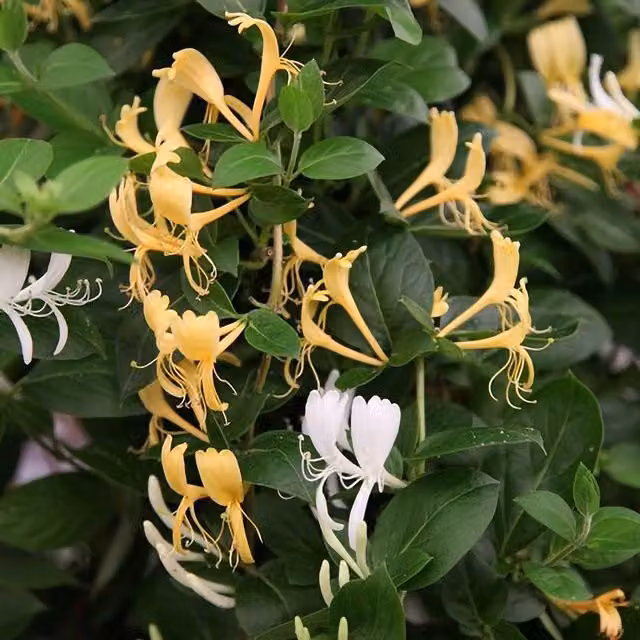 Plant Theory Lonicera Japonica Halliana Yellow Flowering Climbing Vine in a Green Pot
