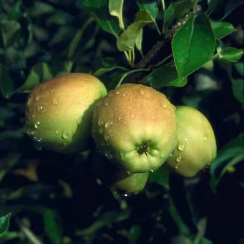 Thompson and Morgan Golden Delicious Espalier Apple Fruit Tree, Self-Fertile, 5 Litre Pot – 2