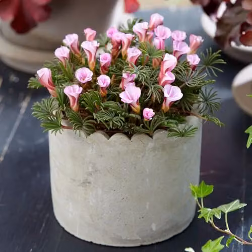 Thompson & Morgan Oxalis Autumn Pink Bulbs, 5 Bulbs, Rose-Pink Candy-Striped Flowers