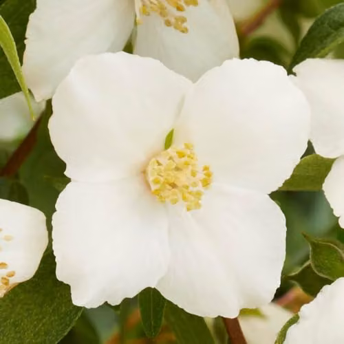 YouGarden Philadelphus Petite Perfume White Ornamental Shrub, 3L Pot – 4