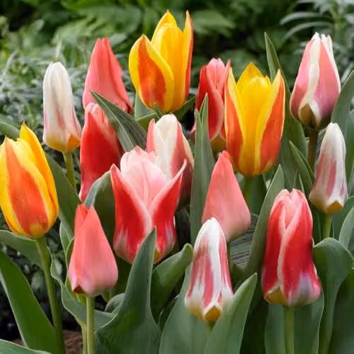 YouGarden Early Flowering Short Tulip Mix, 50 Multicolour Bulbs