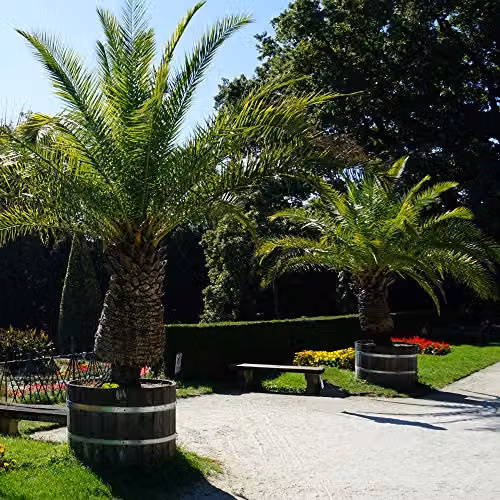 Thompson & Morgan Pair of Phoenix Palm Canariensis Exotic Outdoor Evergreen Plants in 1.5L Pots