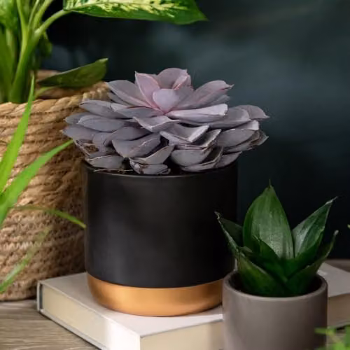 Thompson and Morgan Bedroom Bundle Collection of 5 Hardy Perennial Indoor Houseplants in 12cm Pots – 4