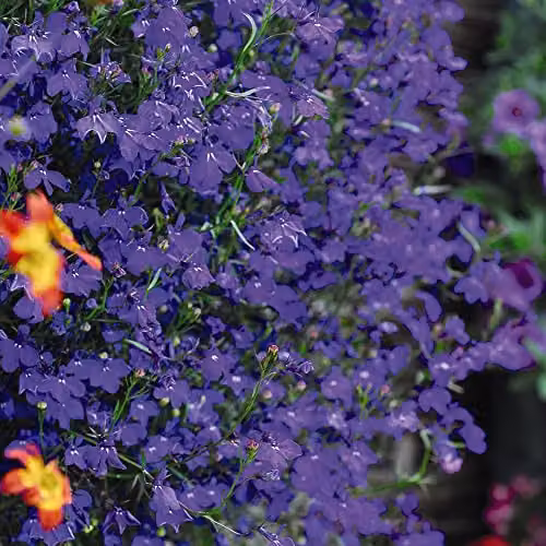 Thompson and Morgan Lobelia Pendula Monsoon Blue Flower Seeds, Approx. 650 Seeds – 1