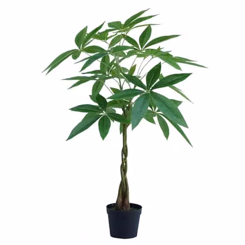 Botanik Artificial Money Tree Pachira Realistic Faux Plant in Green, H 70 cm x W 50 cm x D 50 cm – 3