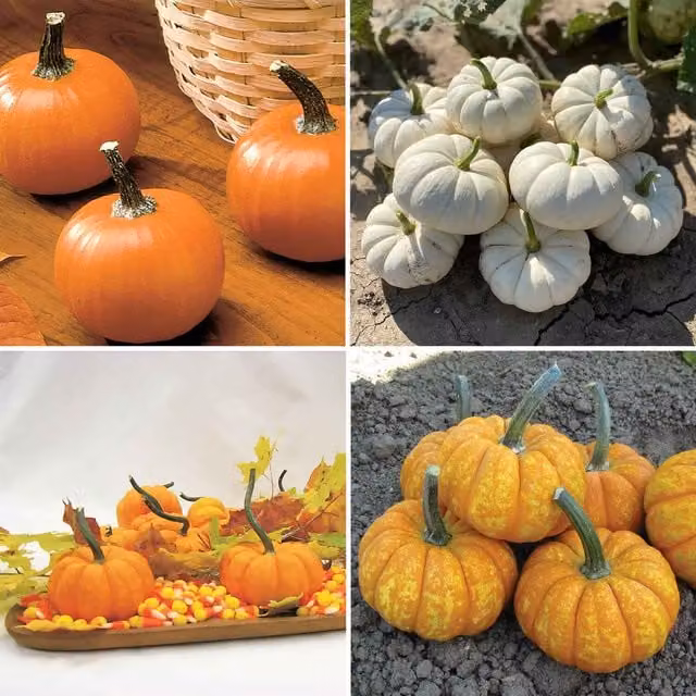 Marshalls Garden Mini Mix Pumpkin Seeds for Miniature Decorative Pumpkins, 15 Seeds (Orange and White)