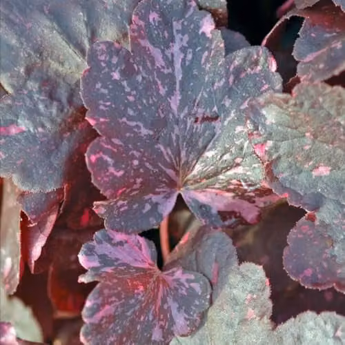 Thompson and Morgan Heuchera Midnight Rose Semi-Evergreen Perennial with Purple and Pink Foliage, Pack of 3 x 9cm Pots