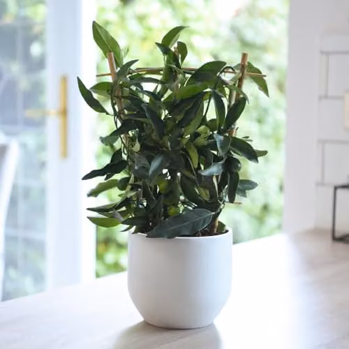 Thompson and Morgan Kumquat Citrus Fruit Tree with Glossy Green Foliage and White Scented Flowers, 2.5 Litre Potted Plant