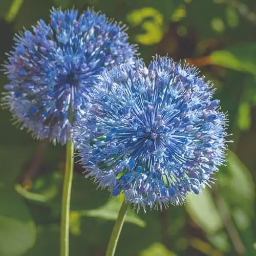 Thompson & Morgan Allium caeruleum Blue Ornamental Flowering Bulbs, 40 Bulbs