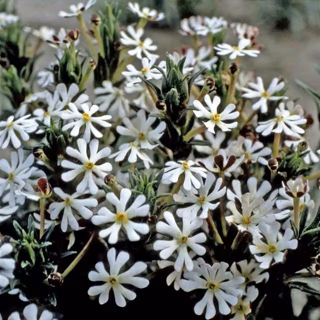 Unwins Phlox Midnight Candy Flower Seeds, Green and White