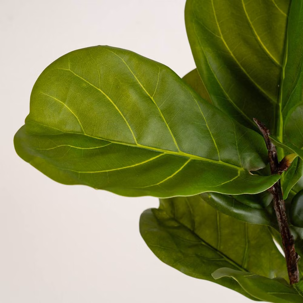 Scottish Everlastings Ltd Real Touch Fiddleleaf Fig Tree in a Chunky White Pot, Green, Height: 75 cm – 3