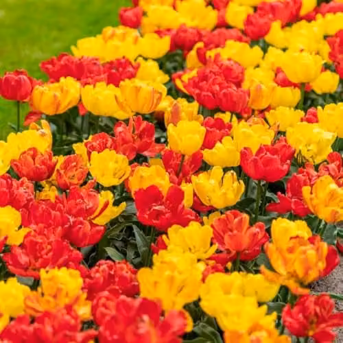 Thompson & Morgan Tulip Baby Blend Compact Early Flowering Bulbs, Multicolour Orange, Red and Yellow, 8 Bulbs