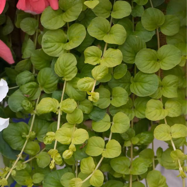 Plants By Post Pack of 3 Lysimachia Aurea Golden Creeping Jenny Perennial Ground Cover Plants, Yellow-Green, 9cm Pots