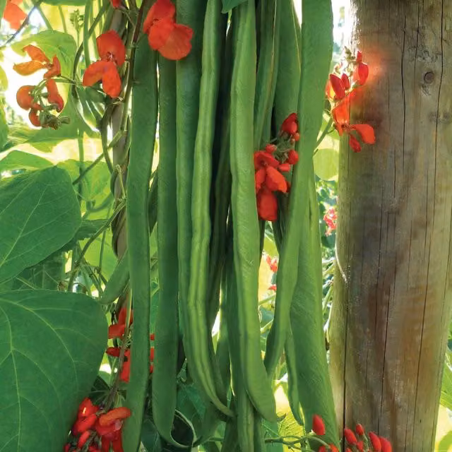 Marshalls Garden Red Runner Bean Seeds Self-Pollinating Climbing Variety