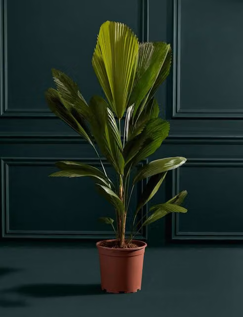 M&S Flower Market Extra Large Ruffled Fan Palm Indoor Plant in Grower Pot, Green