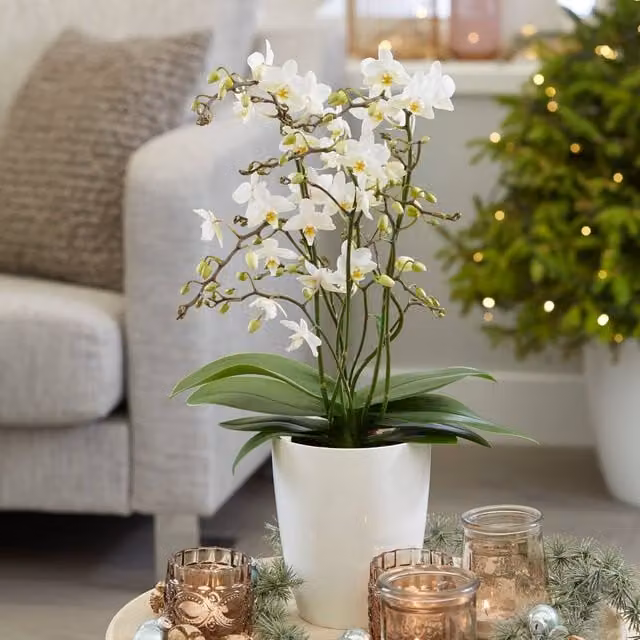 Primrose White Phalaenopsis Moth Orchid in a 12cm Pot, 35cm Tall – 1