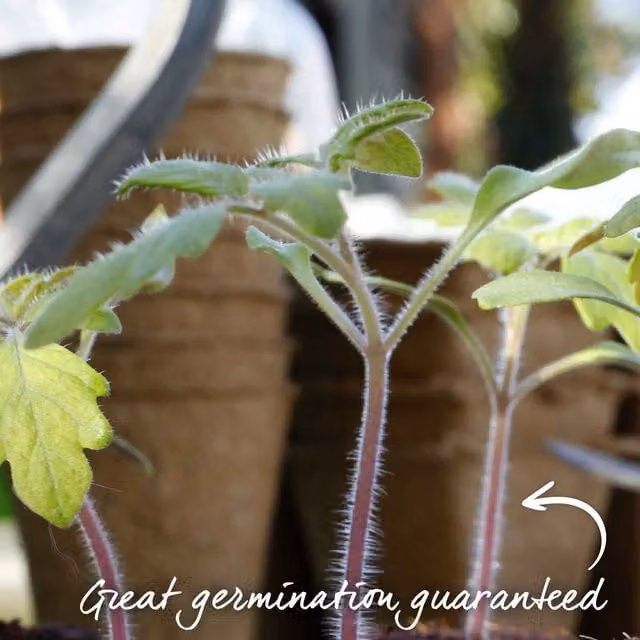 Marshalls Garden Mama Compact Patio Paste Tomato Seeds, Red, 15 seeds