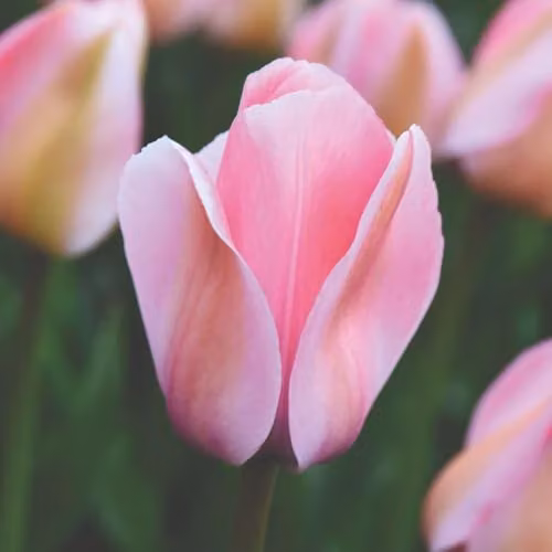 Thompson & Morgan Pretty in Pink Collection Mixed Pink Tulip Bulbs, 64 Bulbs – 2