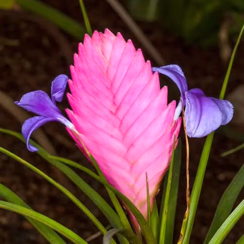 YouGarden Tillandsia Cyanea Pink Quill Flowering Tropical Indoor Houseplant, 9cm Pot – 2