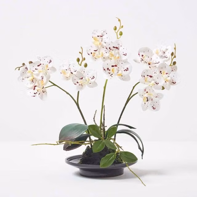 Homescapes White Phalaenopsis Orchid in a White Ceramic Pot, Height: 38 cm
