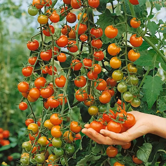 Marshalls Garden Sungold Sweet Orange Cherry Tomato Vegetable Seeds for Indoor and Greenhouse Growing