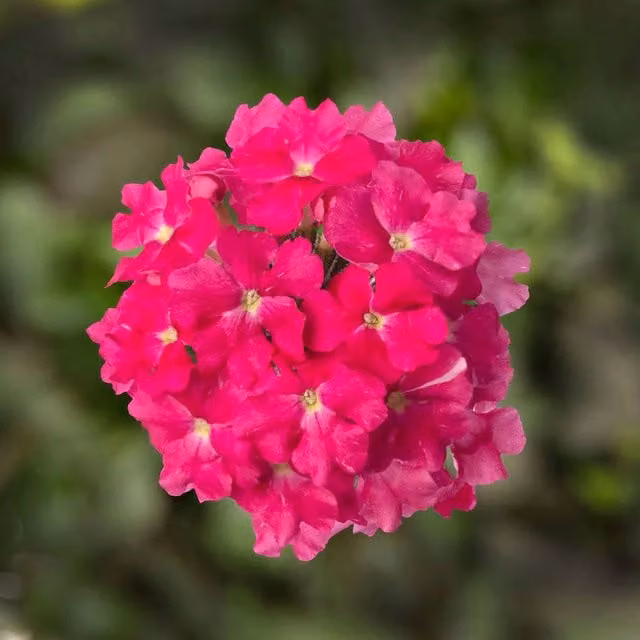 Plants by Post Verbena Lanai Pink and Red Outdoor Bedding Plants in 3 x 9cm Pots
