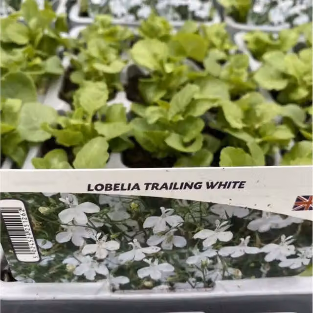 Plants by Post Lobelia Trailing White Summer Bedding Plants, 12 Pack