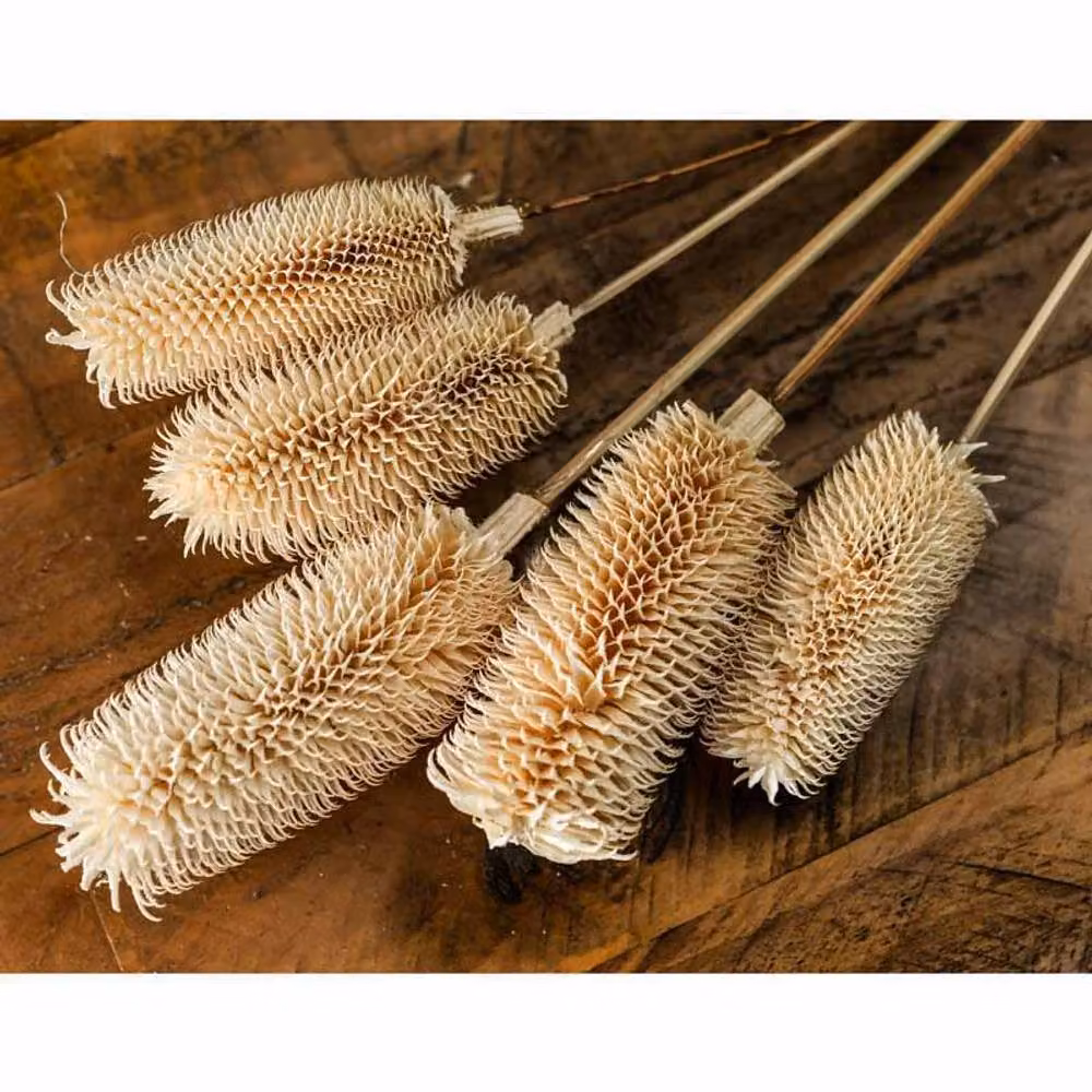 Lemon Pavilion Furniture and Decor Bouquet of Dried Tall Thistle Artificial Plant in White and Beige, W12 x D12 x H60 cm – 2