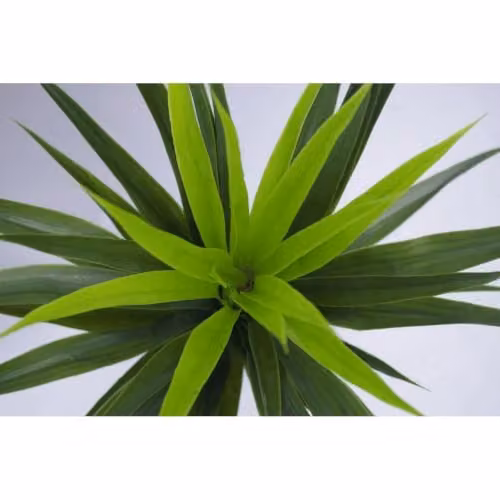 Leaf Large Artificial Spiky Yukka Tree Plant in Green and Black, Height: 90 cm – 3