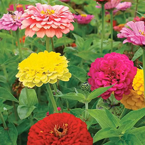 Thompson and Morgan Zinnia elegans Giant Double Mixed Multicolour Flower Seeds, 60 Seeds