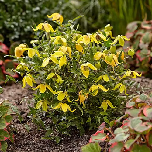 YouGarden Clematis tangutica Little Lemons Climber, 3 x 7cm Pots, Yellow and Green – 3