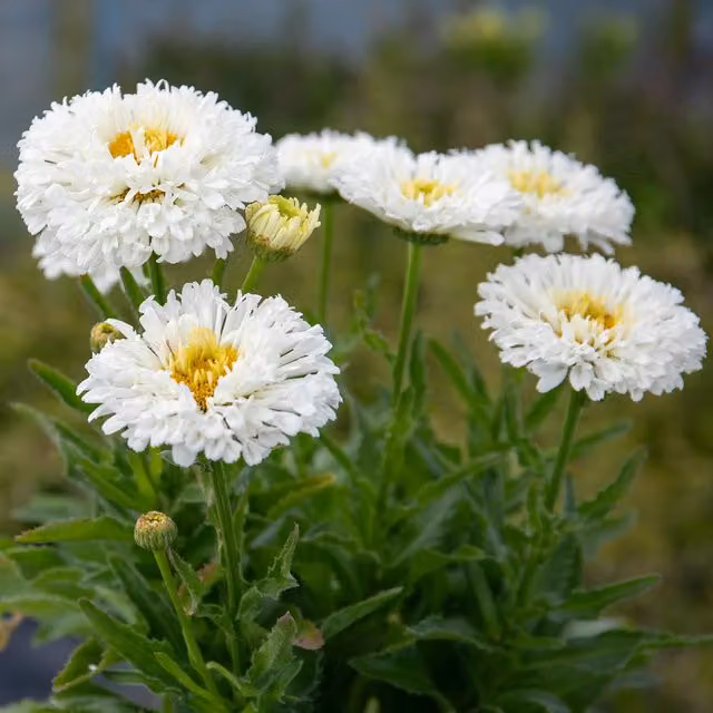 Marshalls Garden Leucanthemum Real Snowball White Perennial Ornamental Daisy