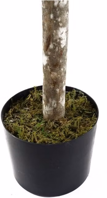 Botanik UK 140cm UV-Resistant Green Boxwood Buxus Ball Tree