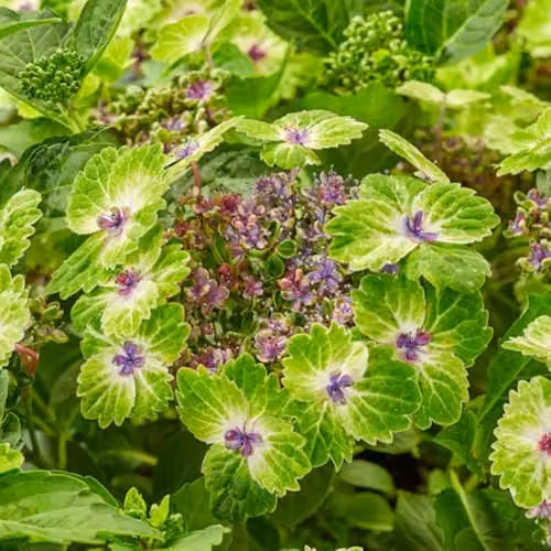 Thompson & Morgan Hydrangea Teller Green Dream Blue Ornamental Shrub in 14cm Pot – 4