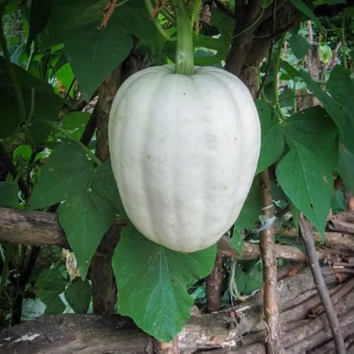 Thompson & Morgan Buffy Ball F1 Hybrid Winter Squash Vegetable Seeds, 12 Seeds