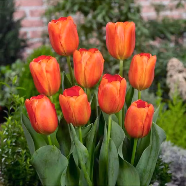 Plants By Post Pack of 15 Orange and Yellow Cassini Tulip Bulbs
