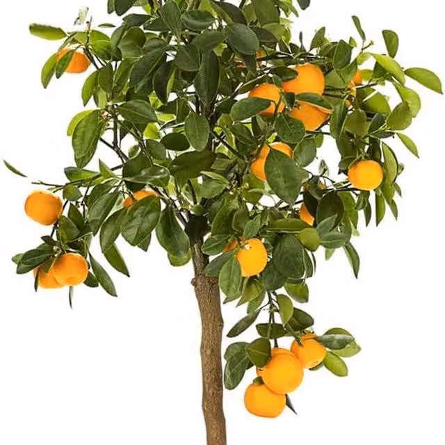 Thompson & Morgan Orange Citrus Fruit Tree for Indoor Growing